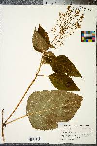 Collinsonia canadensis image