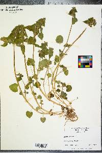 Lamium purpureum image