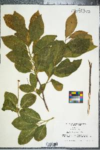 Pyrularia puber image