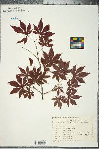 Acer japonicum image