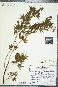 Acer palmatum image