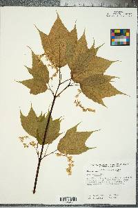 Acer pensylvanicum image