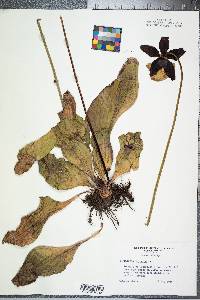 Sarracenia purpurea image