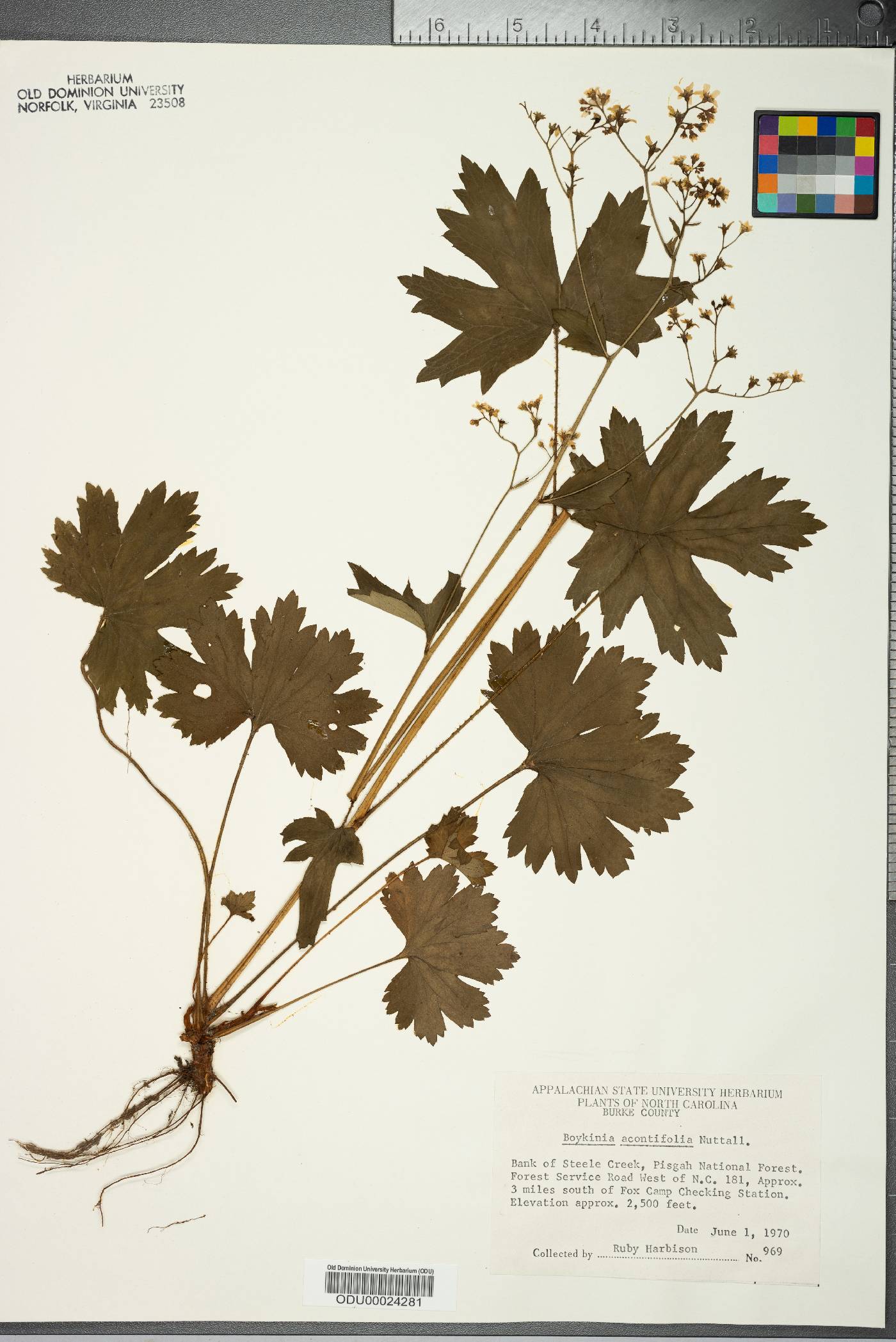 Boykinia aconitifolia image