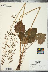 Heuchera americana image