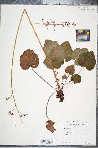 Heuchera americana image