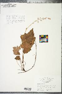 Heuchera americana image