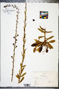 Verbascum blattaria image