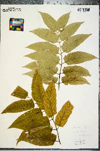 Ailanthus altissima image