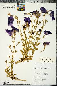 Petunia violacea image