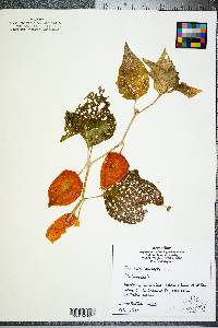 Physalis angulata image