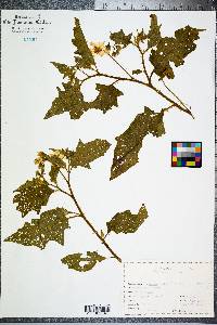 Solanum carolinense f. albiflorum image