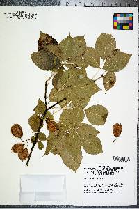 Staphylea trifolia image