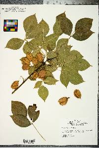 Staphylea trifolia image