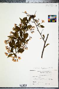 Halesia diptera image