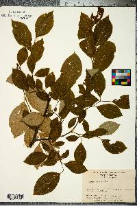 Styrax americanus image