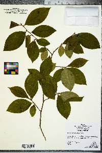 Stewartia malacodendron image