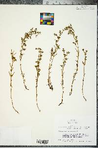 Polypremum procumbens image