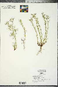 Polypremum procumbens image