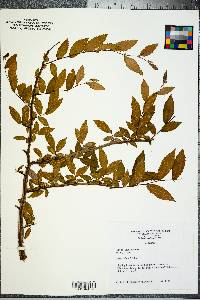 Ulmus alata image