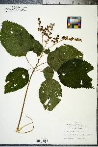 Laportea canadensis image