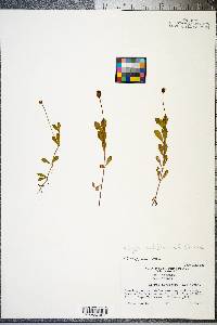 Phyla nodiflora image