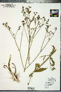 Verbena brasiliensis image