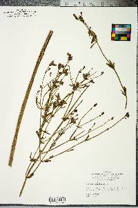 Verbena brasiliensis image