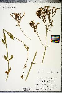 Verbena brasiliensis image