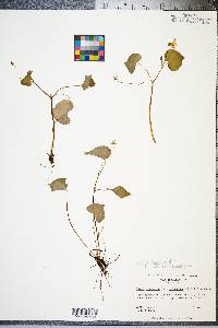 Viola pubescens var. scabriuscula image