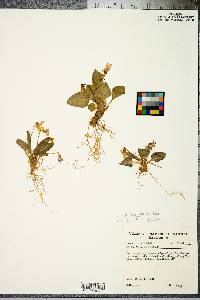 Viola sagittata var. ovata image