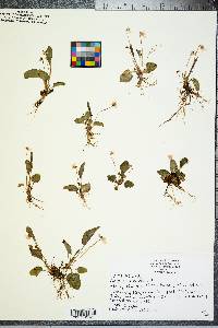 Viola primulifolia image