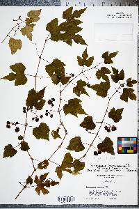 Ampelopsis heterophylla var. vestita image