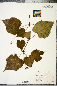 Ampelopsis cordata image