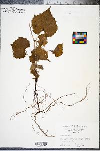 Vitis labrusca image