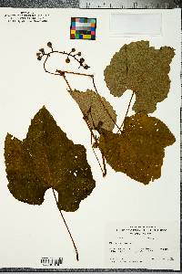 Vitis labrusca image