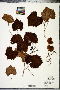 Vitis rotundifolia image