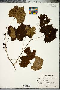 Vitis rotundifolia image