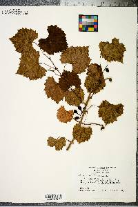 Vitis rotundifolia image