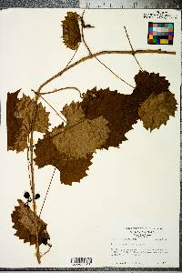 Vitis rotundifolia image