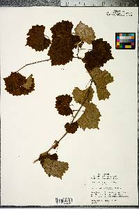 Vitis rotundifolia image