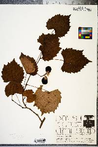 Vitis rotundifolia image