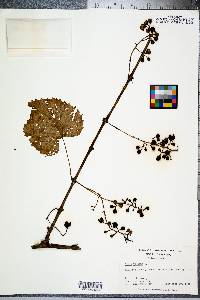 Vitis vulpina image