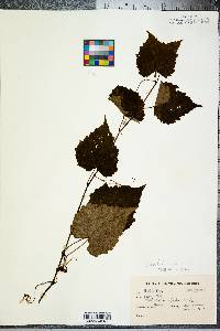 Vitis vulpina image