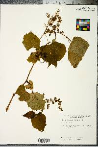 Vitis vulpina image