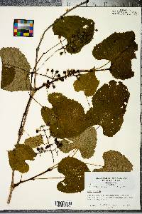 Vitis vulpina image