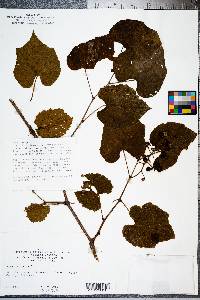 Vitis vulpina image