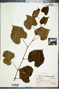 Vitis vulpina image