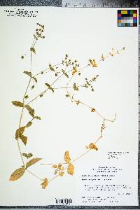 Stellaria aquatica image