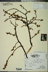 Vaccinium fuscatum image